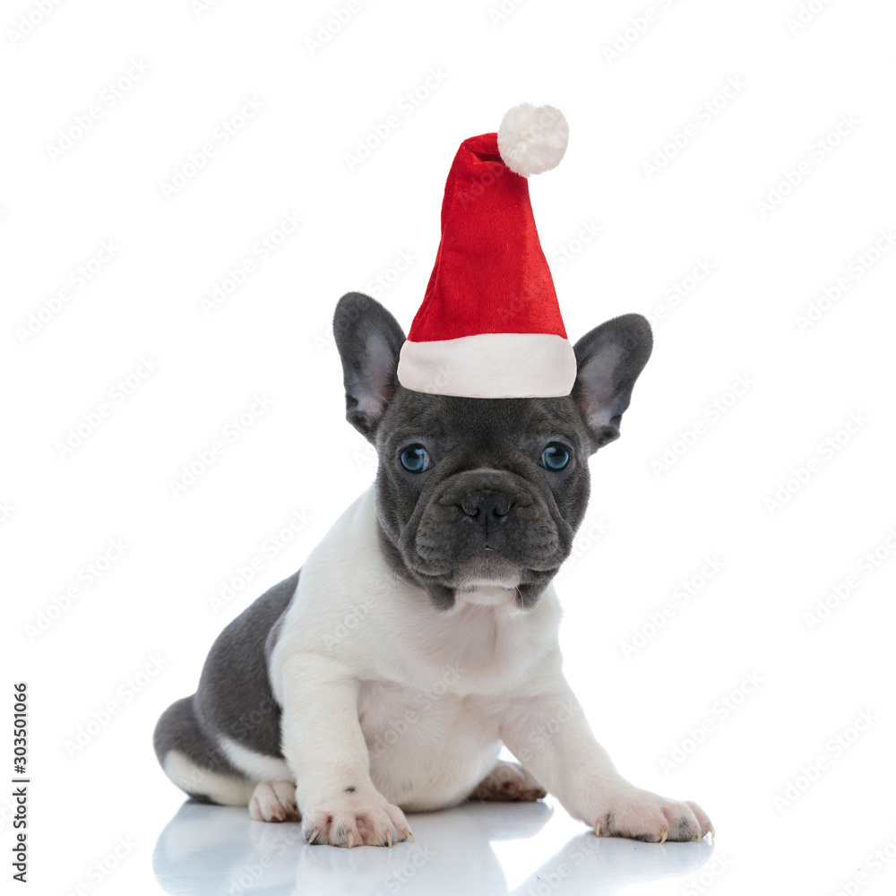 French bulldog puppy wearing santa hat for christmas
