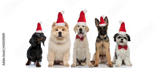 adorable five little dogs celebrating christmas together