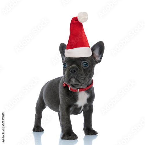 Brave French bulldog puppy wearing santa hat © Viorel Sima