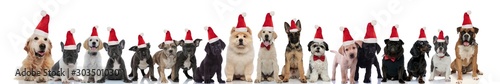 many cute dogs wearing santa claus hats © Viorel Sima