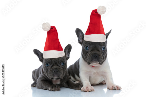 Two focused French bulldog puppies wearing santa claus hats © Viorel Sima