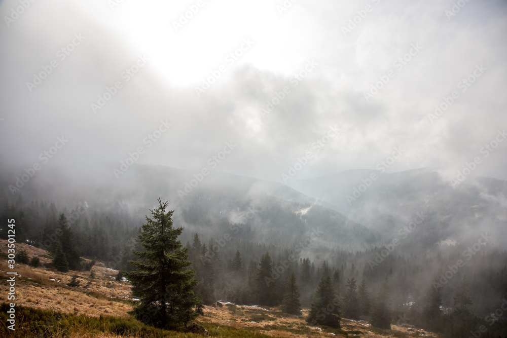 Wald in Tschechischen Riesengebirge Wald in Tschechischen Riesengebirge