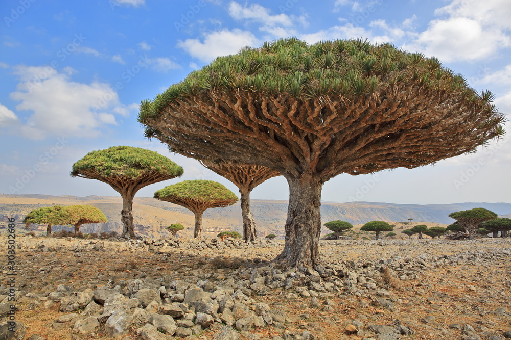 Dragon tree Dracaena cinnabari Dragon's blood endemic tree from