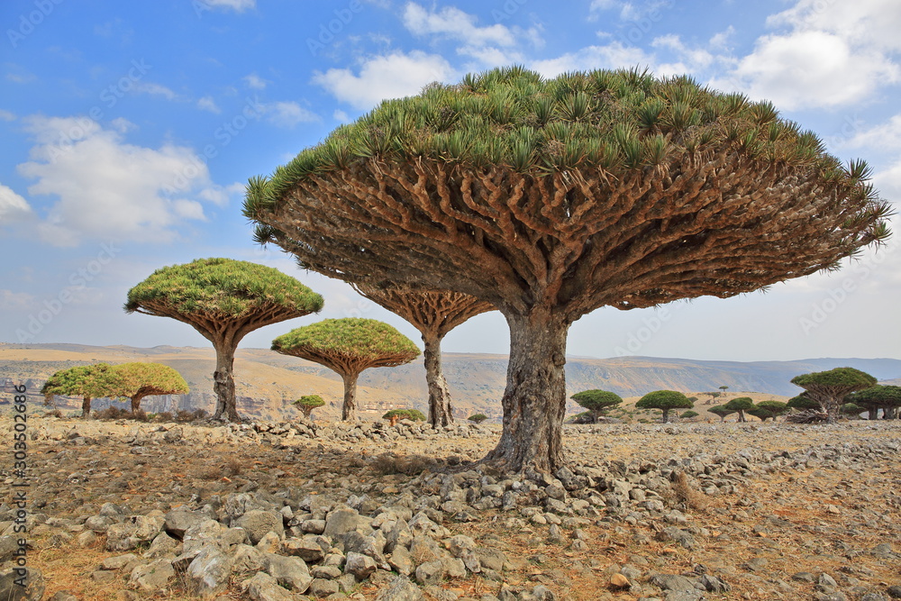 Dragon Tree Dracaena Cinnabari Dragon s Blood Endemic Tree From Dragon Tree Dracaena Cinnabari Dragon s Blood Endemic Tree From