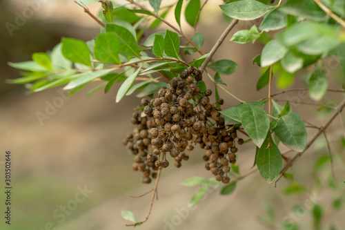 Seed pod and leaves of the Henna herbal plant  photo