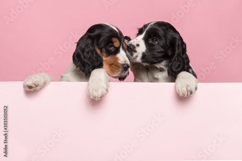 Photography Two cuddling Cocker Spaniel puppies hanging over the border of a pastel pink boa