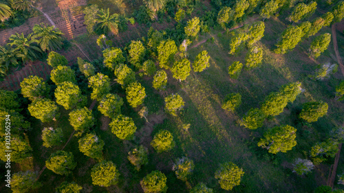 aerial view of the Kizimbani spice farm, Zanzibar