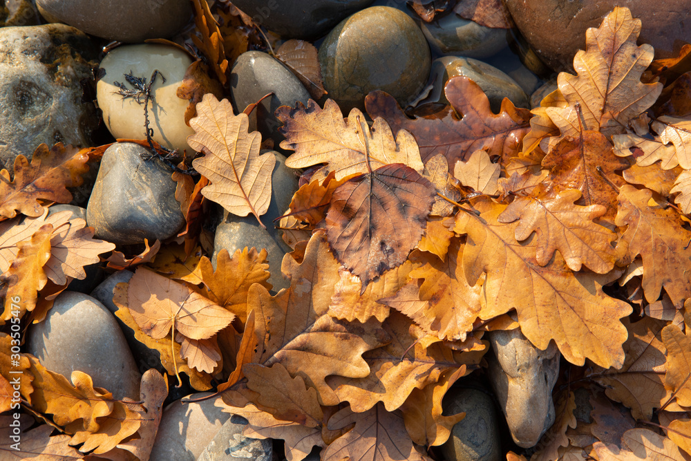 autumn fallen oak leaves and sea pebbles pattern autumn fallen oak leaves and sea pebbles pattern