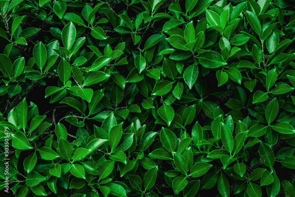 green leaves nature background, closeup leaves texture, tropical leaves green leaves nature background, closeup leaves texture, tropical leaves