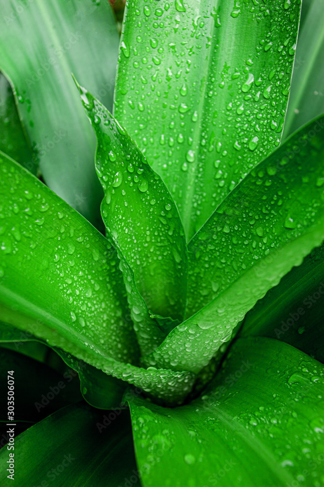 abstract green leaf textures on dark blue tone, natural green background abstract green leaf textures on dark blue tone, natural green background