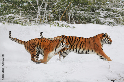 Sibirische Tiger (Panthera tigris altaica) zwei Tiere auf Jagd