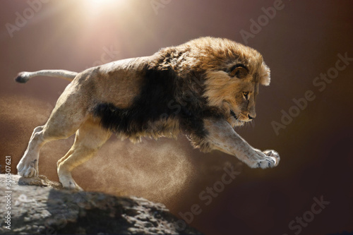 Berberlöwe, Atlaslöwe oder Nubische Löwe (Panthera leo) springt vomFelso