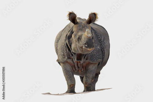 Panzernashorn (Rhinoceros unicornis) frontal, freigestellt © Aggi Schmid