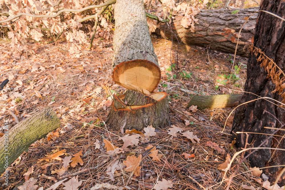 Stump and trunk of the tree that was cut down Stump and trunk of the tree that was cut down