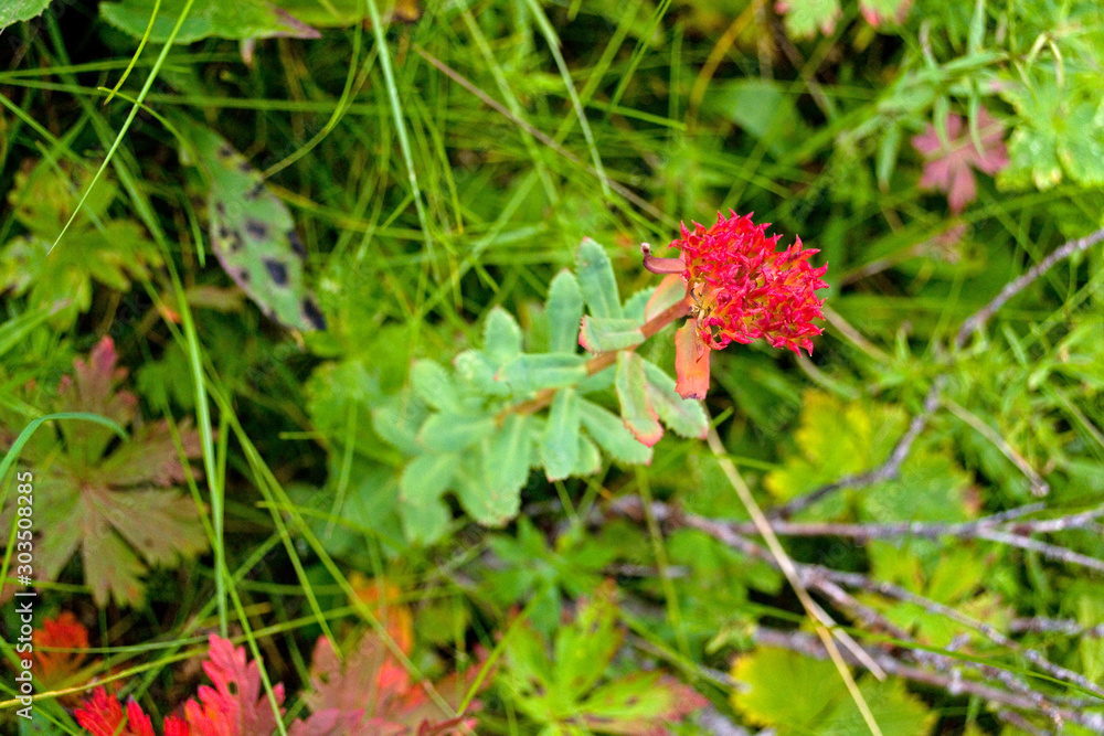 Unique rare flower Rhodiola rosea (golden root). Included in the Red Book of Russia. Red flower close-up on a background of pointed green leaves. Yugyd Va National Park, Subpolar Ural Unique rare flower Rhodiola rosea (golden root). Included in the Red Book of Russia. Red flower close-up on a background of pointed green leaves. Yugyd Va National Park, Subpolar Ural