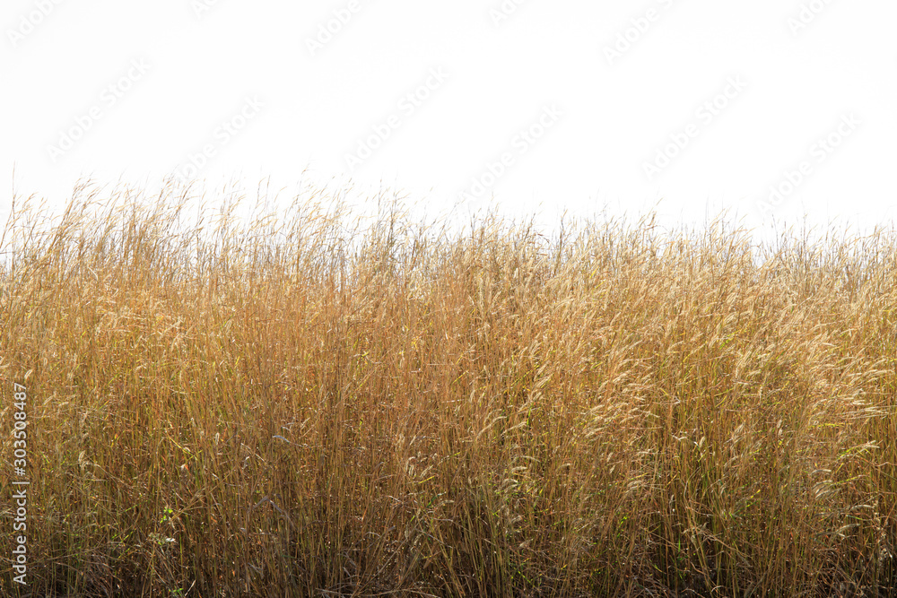 Dry grass flower field isolated on white background. Dry grass flower field isolated on white background.
