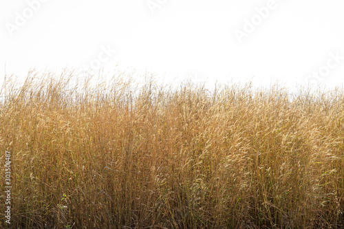 Dry grass flower field isolated on white background.