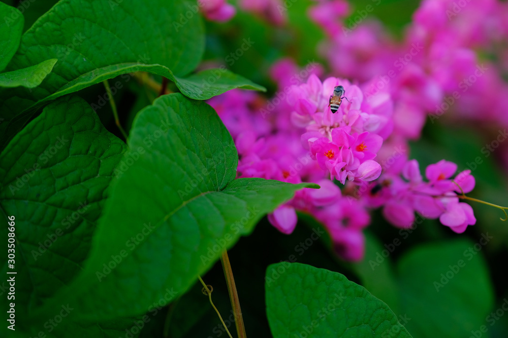 Coral Vine and bee very beautiful in nature. Coral Vine and bee very beautiful in nature.