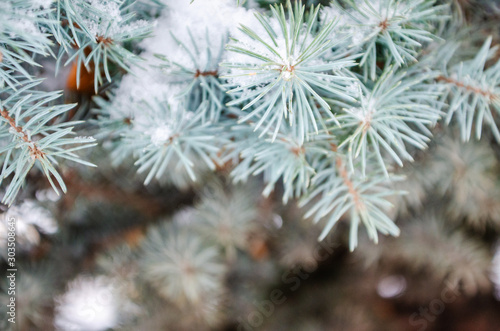 Blue spruce branch under the snow. Defocused background photo