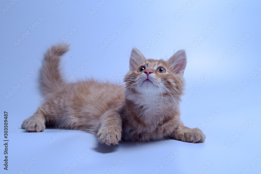 red cat on white background