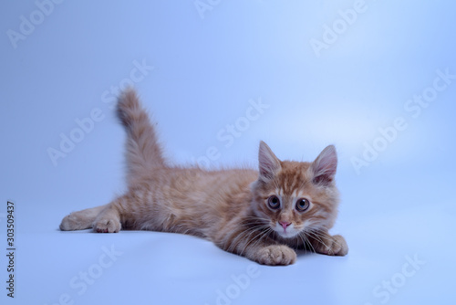 red cat on white background