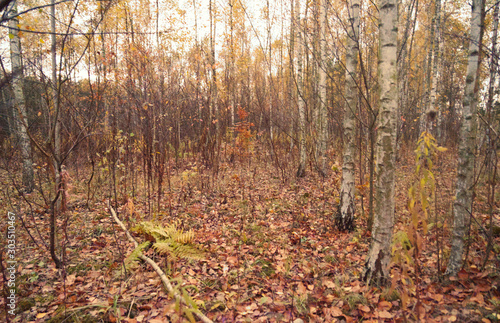 Deciduous forest in autumn.