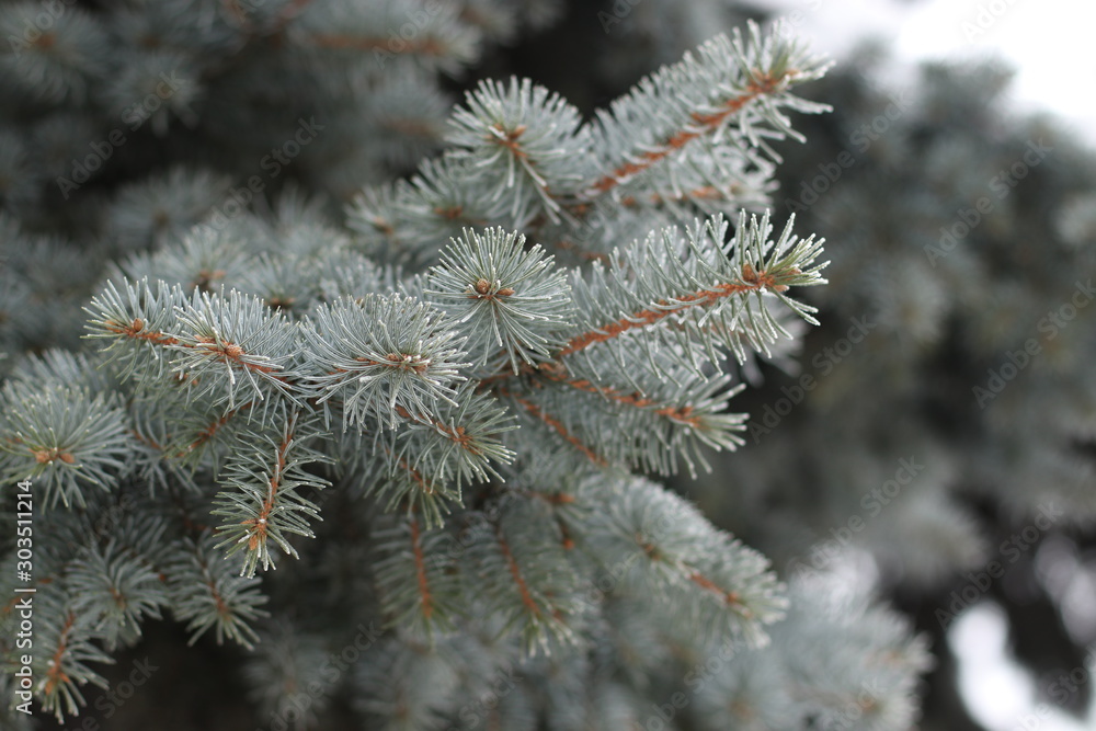 Branches of spruce with hoarfrost closeup in a city park in winter