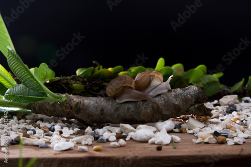 2 small snails crawling on wood on a natural path, black background