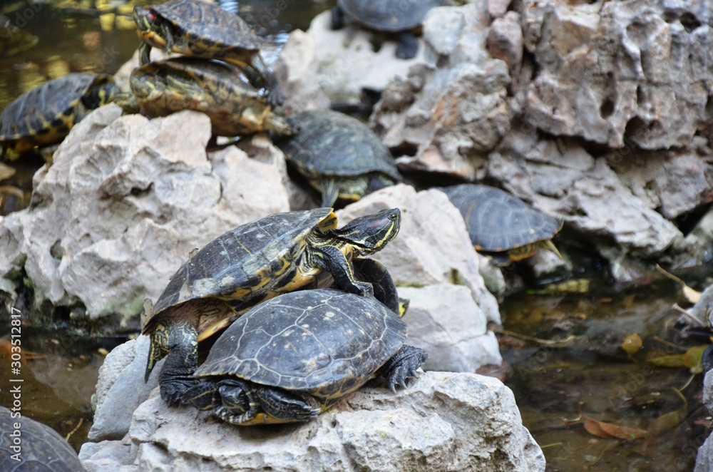 Athens, Greece. 10/27/2019. Red-eared turtles on a stone in pond in the National Garden of Athens
