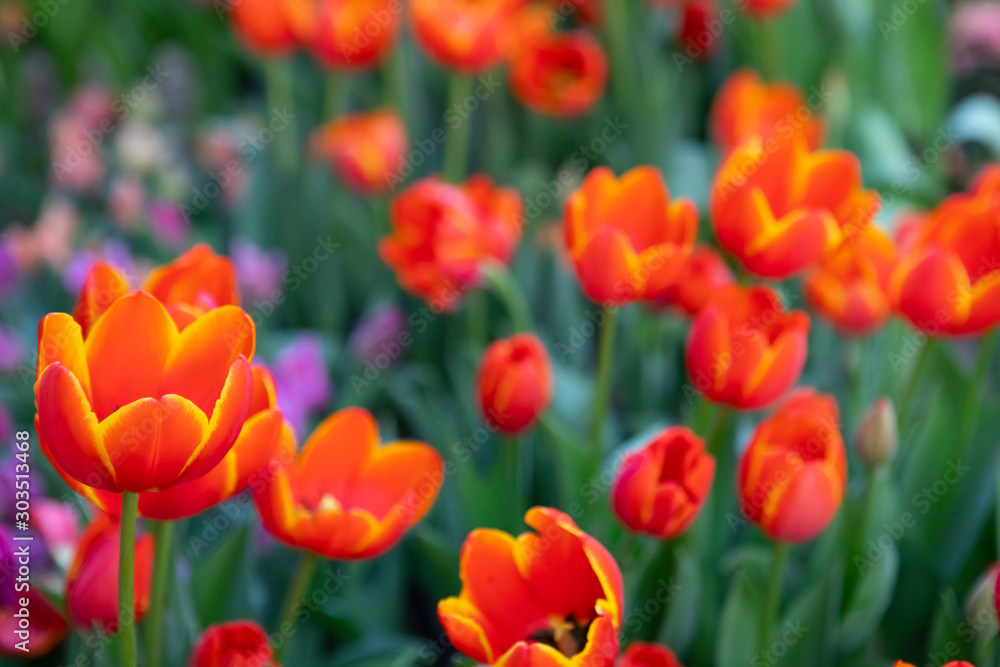Amazing view of colorful tulips flowering in the garden Amazing view of colorful tulips flowering in the garden