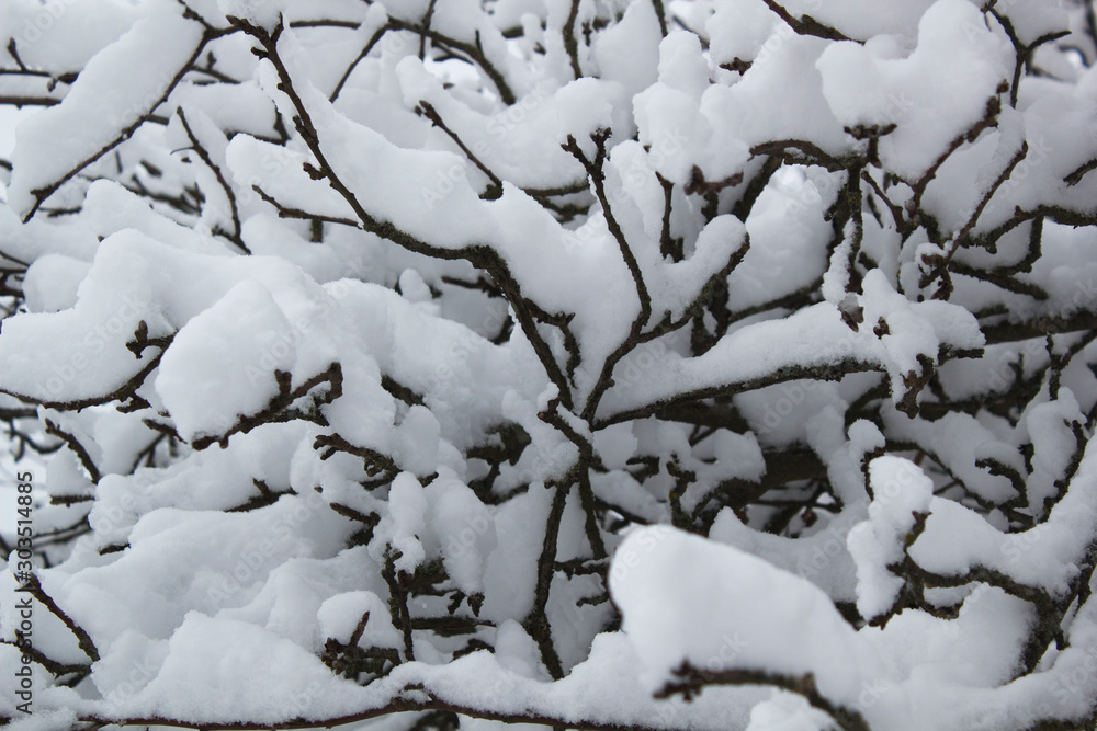 Winter tree branches covered with snow wonderland. Calm winter time image Winter tree branches covered with snow wonderland. Calm winter time image