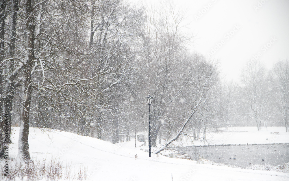 Fototapeta premium Winter snowy Park-like landscape. Winter landscape. Heavy snowfall in the Park . First snow.