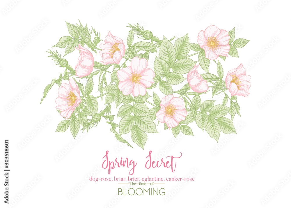 Dog-rose, briar, brier, eglantine, canker-rose. Template for wedding invitation, greeting card, banner, gift voucher with place for text. Graphic drawing, engraving style. Vector illustration. Dog-rose, briar, brier, eglantine, canker-rose. Template for wedding invitation, greeting card, banner, gift voucher with place for text. Graphic drawing, engraving style. Vector illustration.