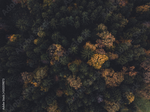 Aerial view of forest in Slovenia