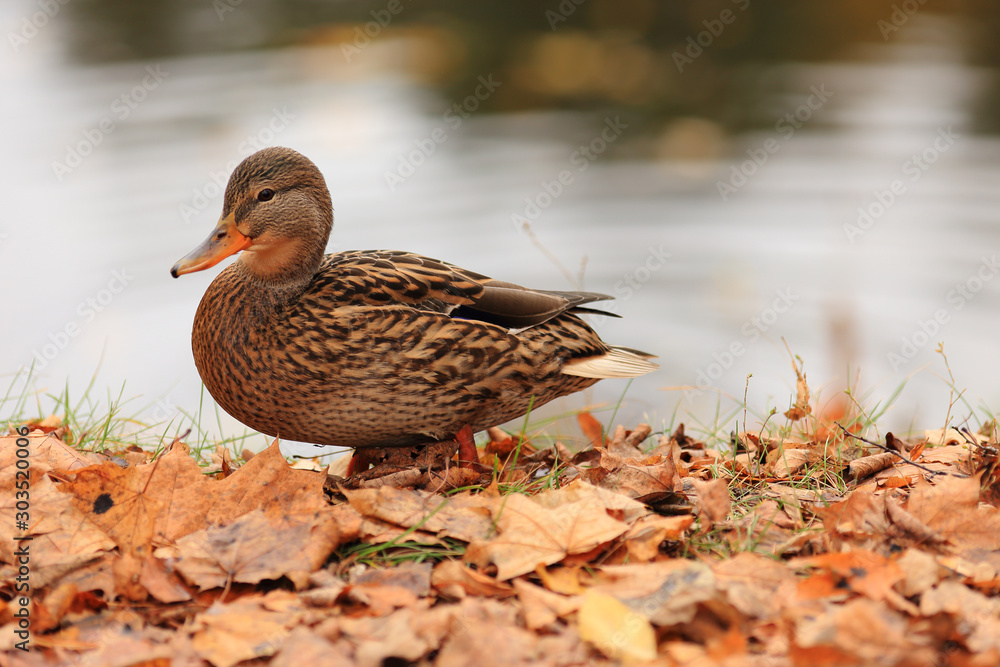 A gray duck sits on the banks of the river in autumn foliage, on a cold day, in late autumn. A gray duck sits on the banks of the river in autumn foliage, on a cold day, in late autumn.