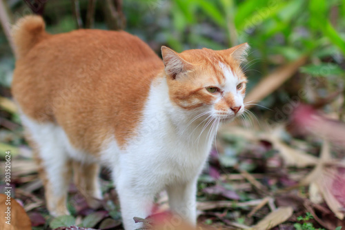 Fotografie Gardens By The Bay / Singapore - DECEMBER 8, 2018: Orange white cat kitten winci