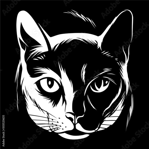 Cat in darkness