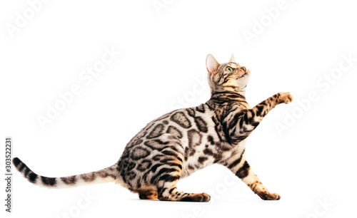 Photography Bengal cat scratching with his paw and looking up, isolated on white