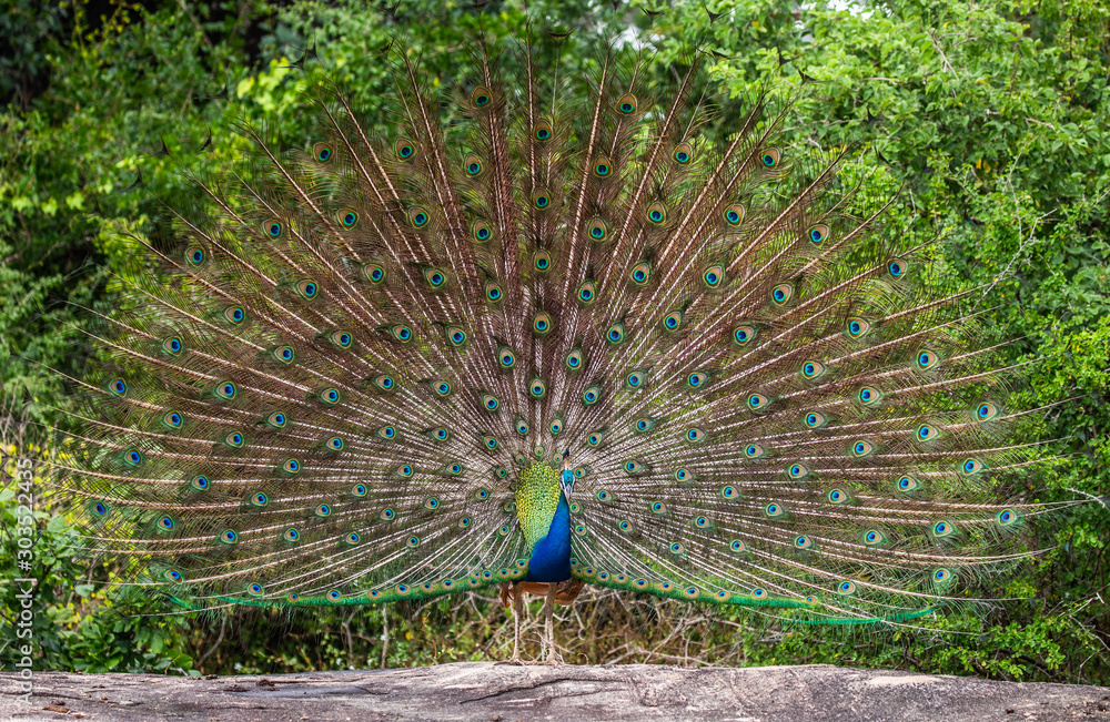 Naklejka premium Peacock with a spread tail stands on a stone in the background of the jungle. Sri Lanka. Yala National park