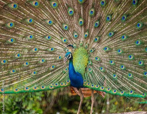 Portrait of a peacock on the background of his tail. Close-up. Sri Lanka. Yala National park