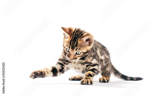 Bengal cat hunting and catching with his paw, isolated on white