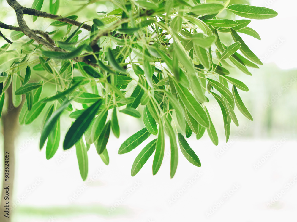 Spring nature background, Green tree leaves frame. Summer branch with fresh green leaves. Spring nature background, Green tree leaves frame. Summer branch with fresh green leaves.