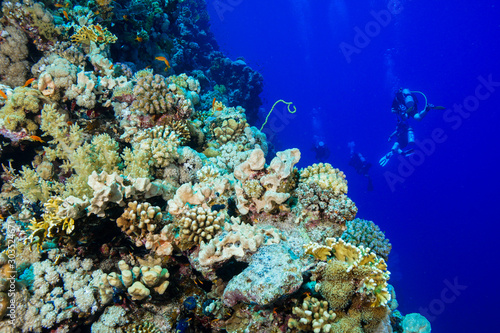 Coral Reef at the Red Sea  Egypt