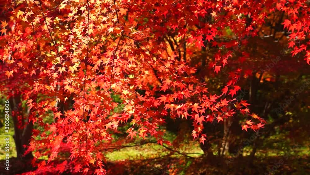 風に揺れる紅葉