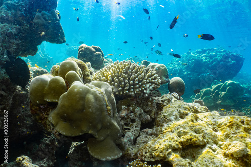 underwater scene with coral reef and fish,Sea in southern Thailand.