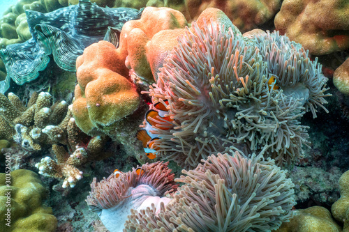 Beautiful clown fish in the sea anemone.
