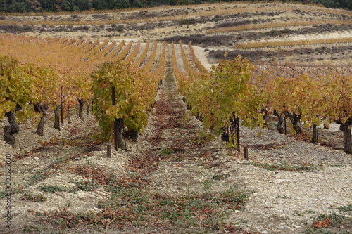 vignoble triste photo