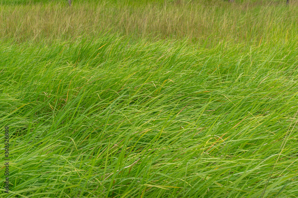 Soft long fresh green grass on a meadow. Nature background Soft long fresh green grass on a meadow. Nature background