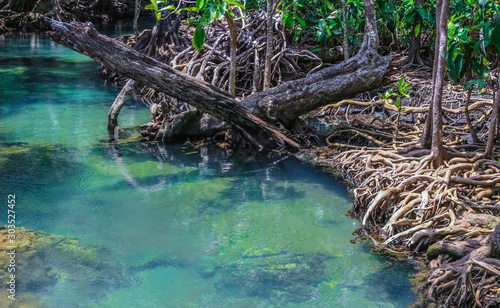 mangrove forest ecosystem with mangrove roots and clear green blue water at "Tha pom khlong song nam" Krabi, Thailand