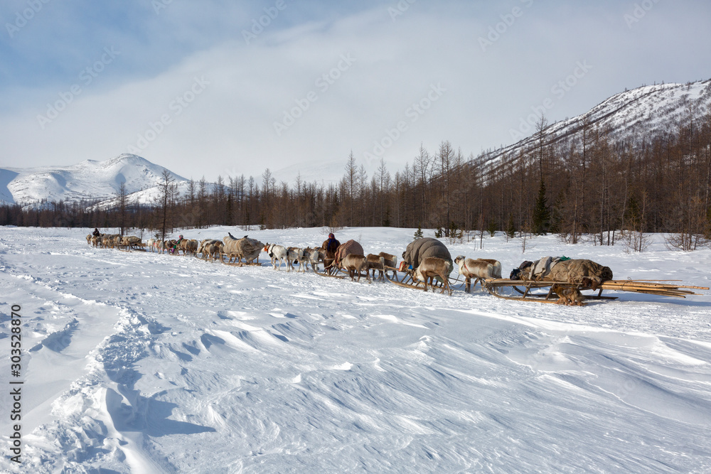 Many reindeer harnesses loaded with property are moving to a new camp site Many reindeer harnesses loaded with property are moving to a new camp site
